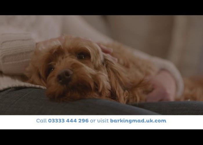 Barking Mad - Pet Holiday Commercial