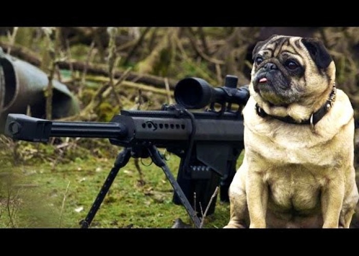 Sniper Pug